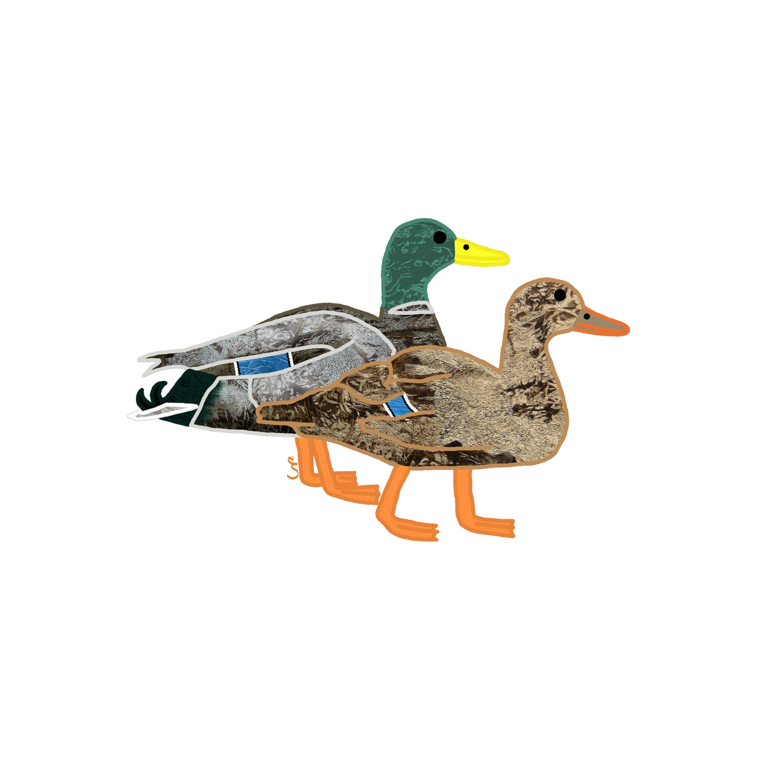 Painting of two ducks showing characteristically male and female plumage. The female duck in front has light brown feathers. The male duck in the background has grey feathers and a green head.