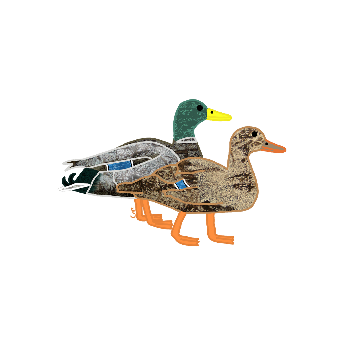 TIN Ducks